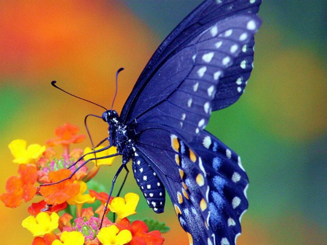 Все о бабочках в Заинске | ЗооТом портал о животных