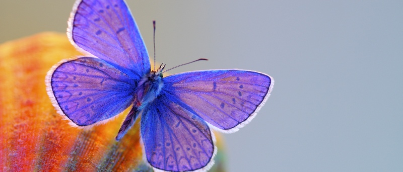 Все о бабочках в Заинске | ЗооТом портал о животных