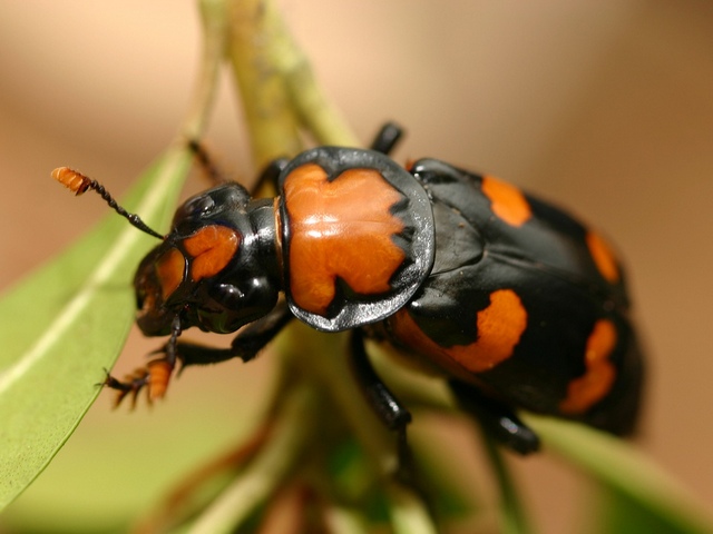 Все о жуках в Заинске | ЗооТом портал о животных