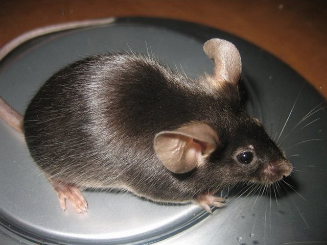 Все о мышах в Заинске | ЗооТом - продажа, вязка и услуги для животных в Заинске