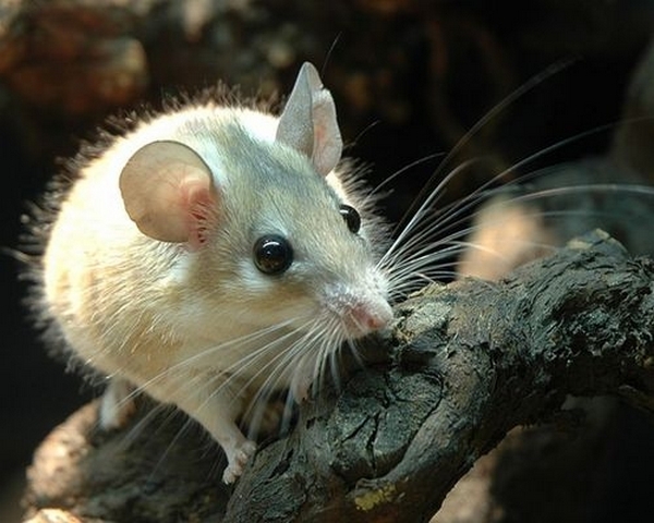 Все о мышах в Заинске | ЗооТом - продажа, вязка и услуги для животных в Заинске