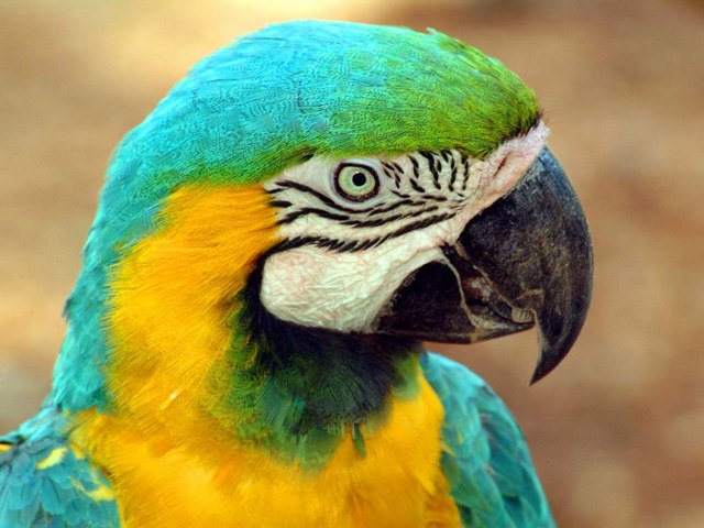 Все о попугаях в Заинске | ЗооТом портал о животных