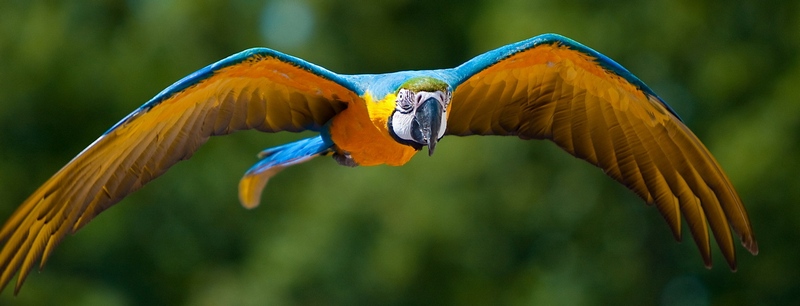 Все о попугаях в Заинске | ЗооТом портал о животных