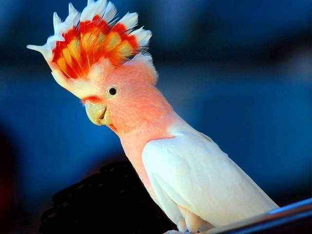 Породы попугаев | ЗооТом - продажа, вязка и услуги для животных в Заинске