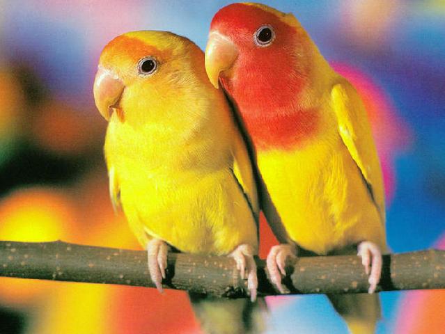 Породы попугаев | ЗооТом - продажа, вязка и услуги для животных в Заинске