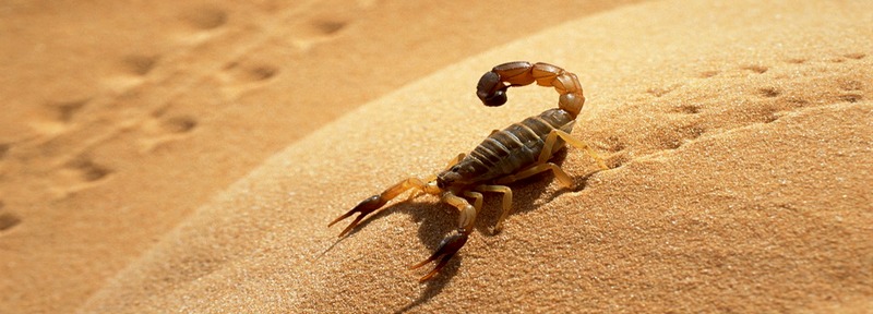 Все о скорпионах в Заинске | ЗооТом портал о животных