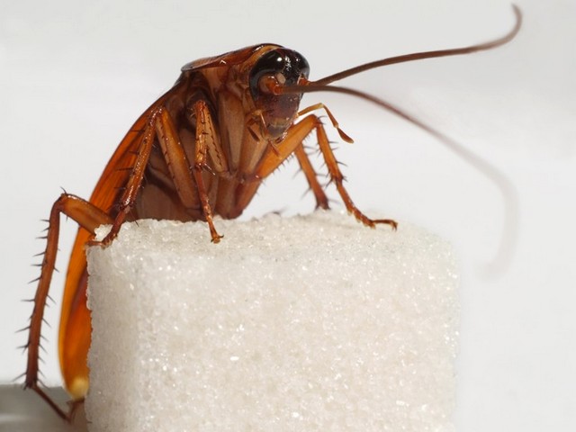 Все о тараканах в Заинске | ЗооТом портал о животных