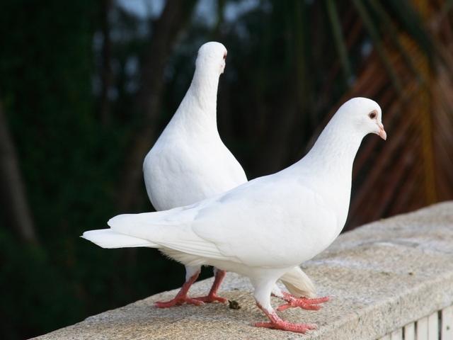 Все о голубях | ЗооТом - продажа, вязка и услуги для животных в Заинске