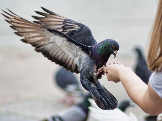 Все о голубях | ЗооТом - продажа, вязка и услуги для животных в Заинске