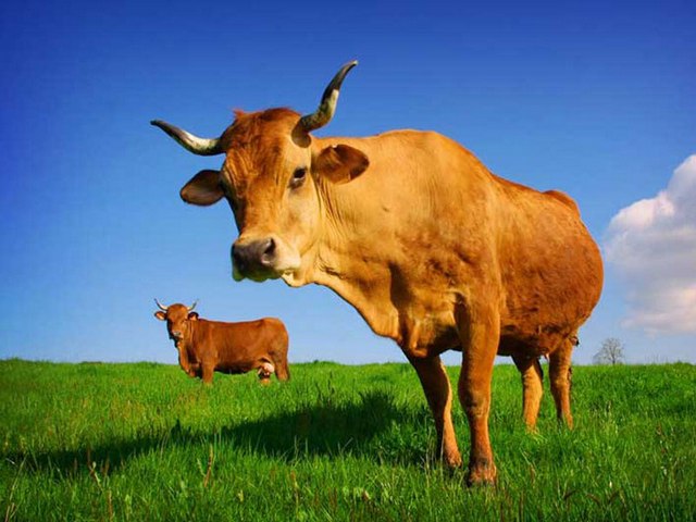 Все о коровах в Заинске | ЗооТом портал о животных