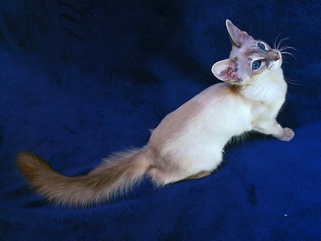 Выведенные породы кошек в Заинске | ЗооТом портал о животных