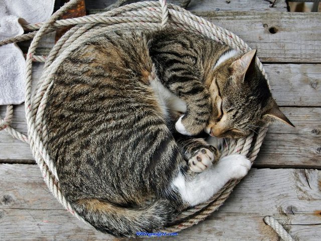 Все о кошках в Заинске | ЗооТом портал о животных