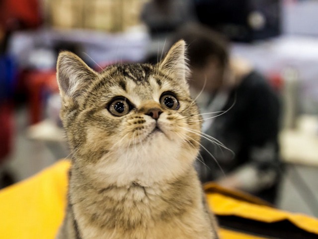Выставки кошек в Заинске | ЗооТом портал о животных