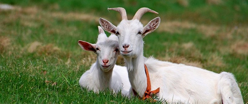 Все о козах в Заинске | ЗооТом портал о животных