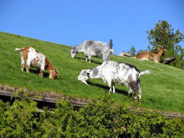 Все о козах в Заинске | ЗооТом портал о животных