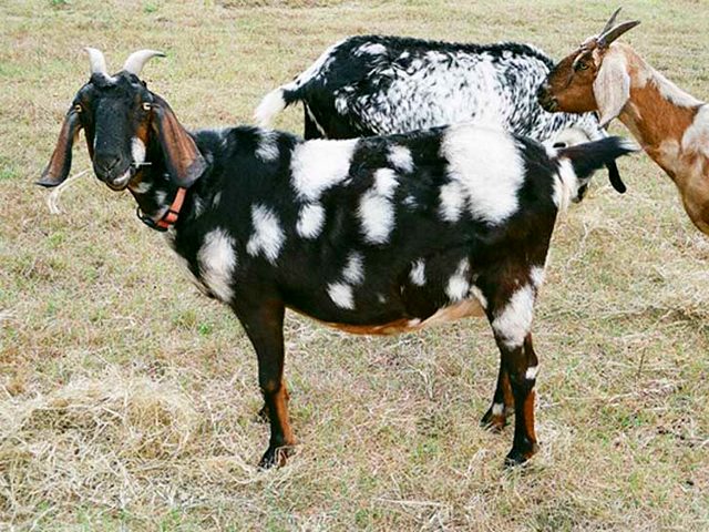 Породы коз в Заинске | ЗооТом портал о животных