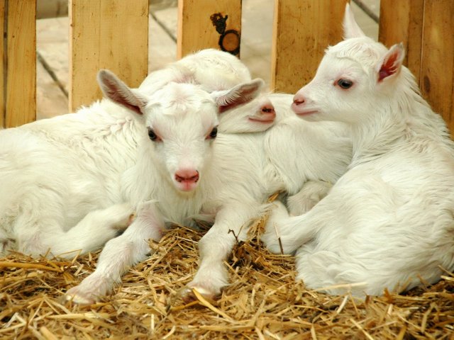 Содержание коз и уход за ними в Заинске | ЗооТом портал о животных
