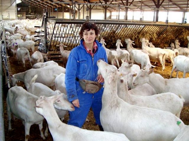 Содержание коз и уход за ними в Заинске | ЗооТом портал о животных