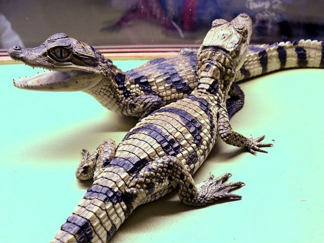 Все о крокодилах в Заинске | ЗооТом портал о животных