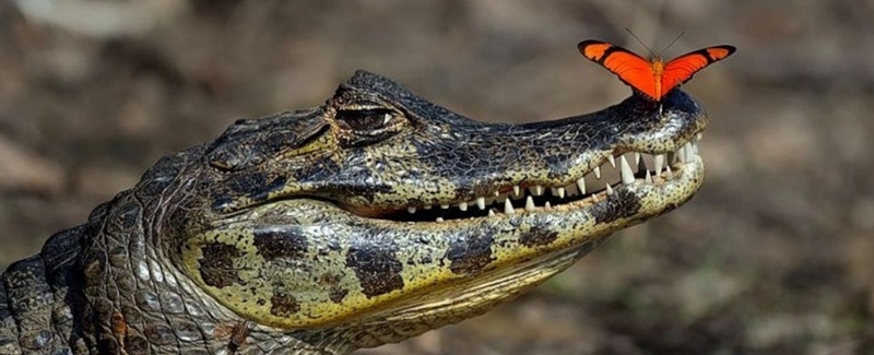 Все о крокодилах в Заинске | ЗооТом портал о животных