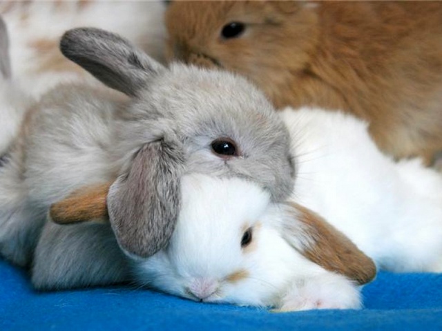 Статьи о кроликах в Заинске | ЗооТом портал о животных
