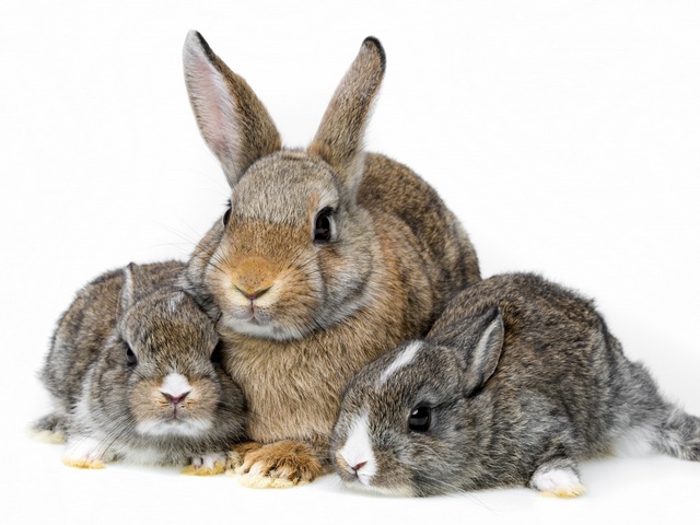 Все о кроликах в Заинске | ЗооТом портал о животных