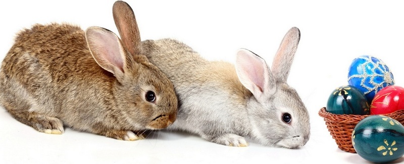 Все о кроликах в Заинске | ЗооТом портал о животных