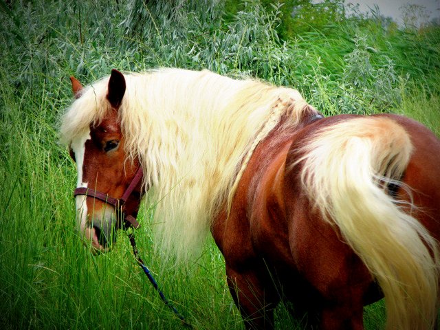 Породы лошадей в Заинске | ЗооТом портал о животных