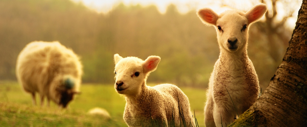 Объявления о сельскохозяйственных животных | ЗооТом - продажа, вязка и услуги для животных в Заинске