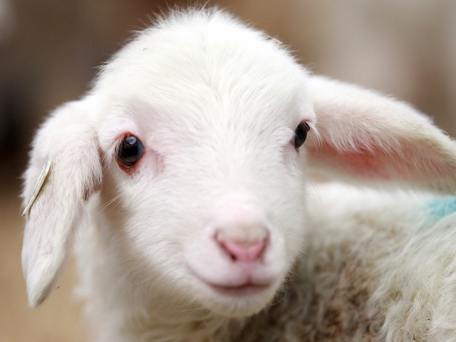 Овцы и бараны в Заинске | ЗооТом портал о животных