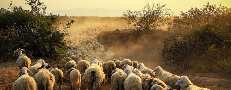 Все об овцах в Заинске | ЗооТом портал о животных