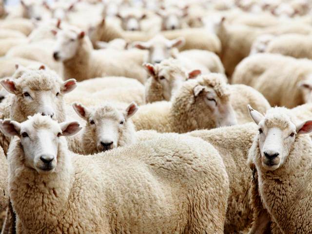 Породы овец в Заинске | ЗооТом портал о животных