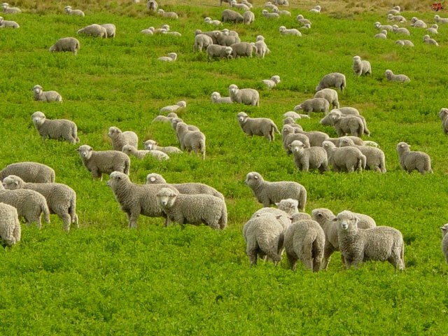 Содержание овец и уход за ними в Заинске | ЗооТом портал о животных