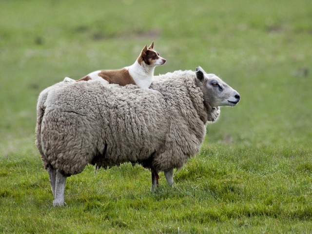 Все об овцах в Заинске | ЗооТом портал о животных