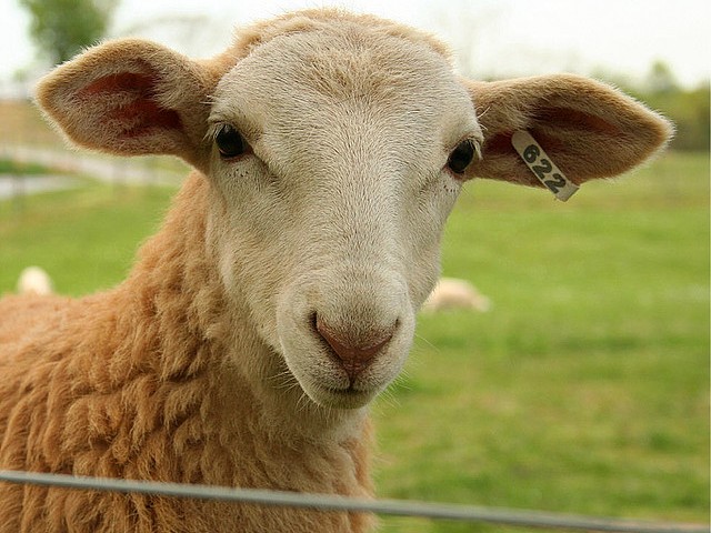 Статьи об овцах в Заинске | ЗооТом портал о животных