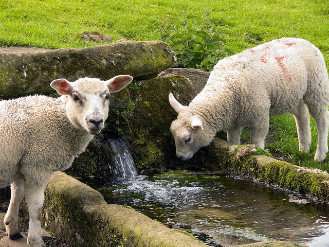 Статьи об овцах в Заинске | ЗооТом портал о животных