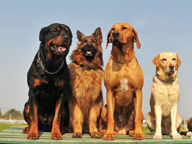 Крупные породы собак в Заинске | ЗооТом портал о животных