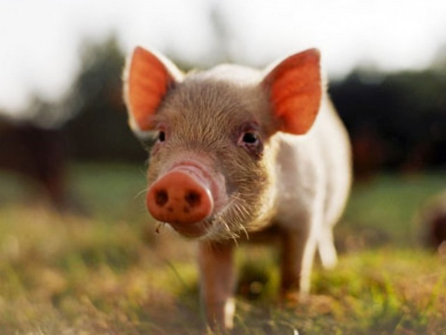 Все о свиньях в Заинске | ЗооТом портал о животных