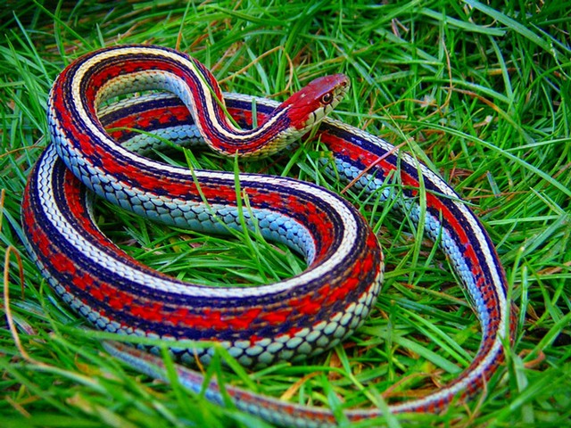 Все о змеях в Заинске | ЗооТом портал о животных